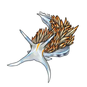 Getting Salty Opalescent Nudibranch